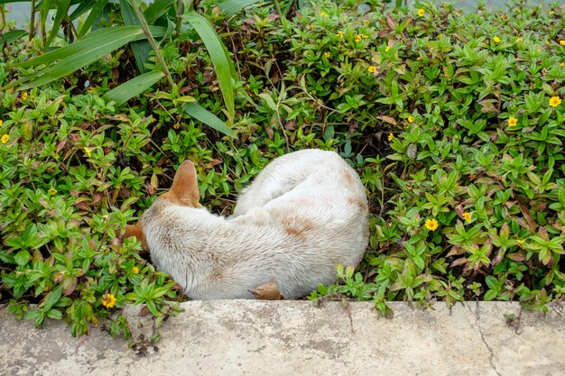 Zwerfhond die koud slaapt in de graslanderij.