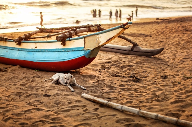 Zwerfhond die op het strandzand ligt, voor vissersboot met vage silhouetten van mensen die in de zee op de achtergrond spelen. Kalutara-strand, Sri Lanka