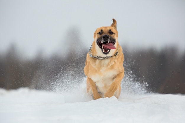 Zwerfhond die op straat leeft. bastaard in de sneeuw