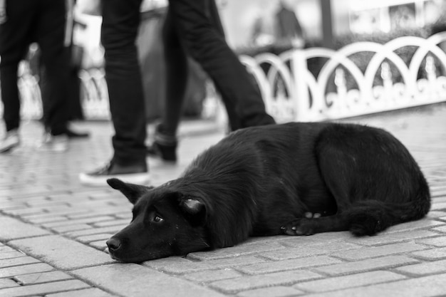 Zwerfhond die op straat ligt