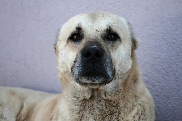 Zwerfhond die op straat ligt