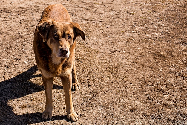 Zwerfhond in de natuur zorgt voor dieren