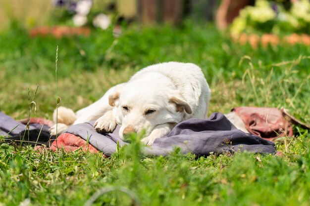 Zwerfhond ligt op het groene gras