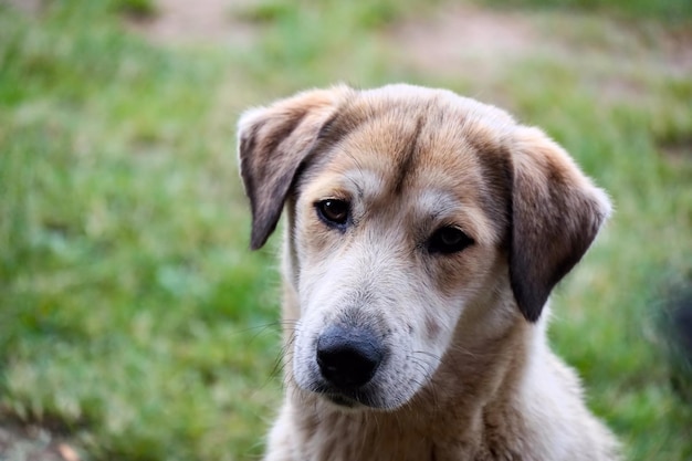 zwerfhond portret buiten schot