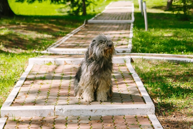 Foto zwerfhond zit op stoep