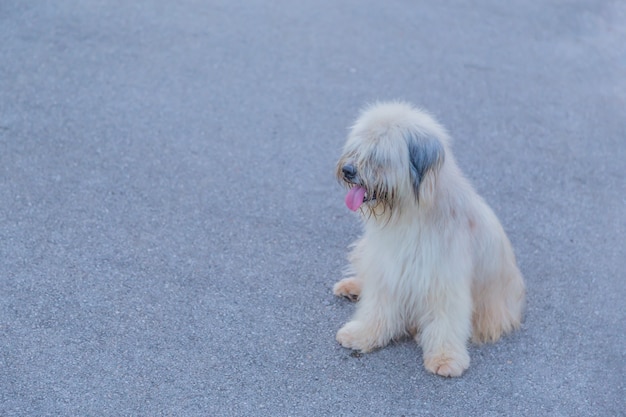 zwerfhond zittend op betonnen vloer en eenzaam gevoel