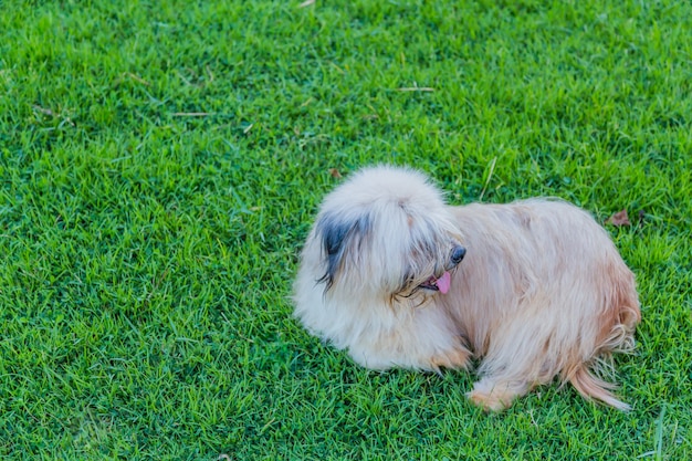 zwerfhond zittend op het gazon en eenzaam gevoel