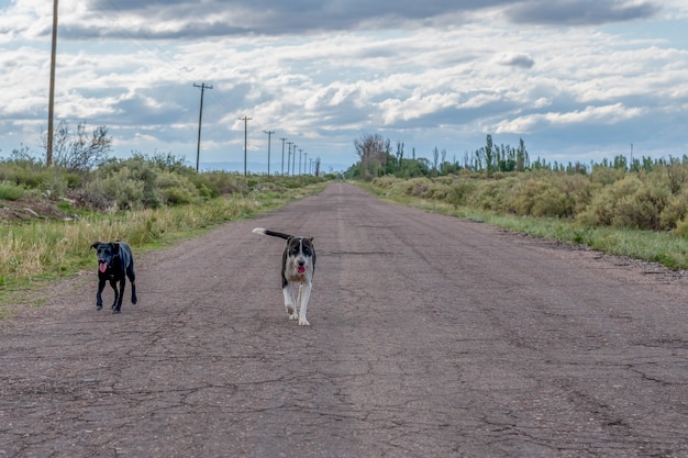 Zwerfhonden op landweg