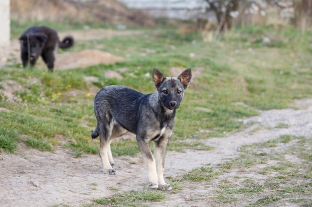 Zwerfhonden op straat, dieren en de natuur beschermen