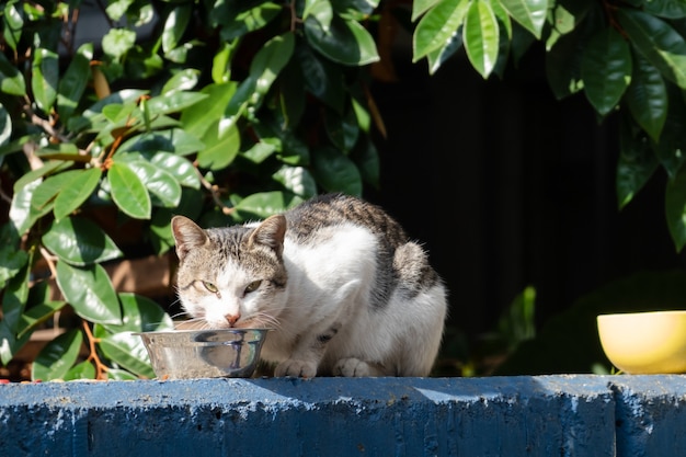 Zwerfkat eet eten op straat in een stad