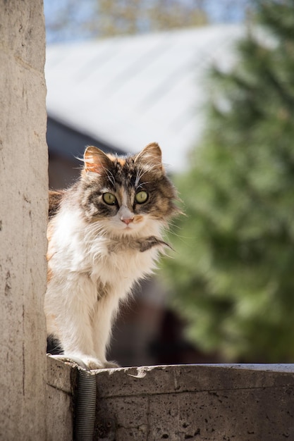 Zwerfkat op straat.