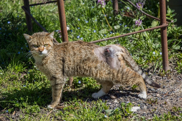 Zwerfkat op straat