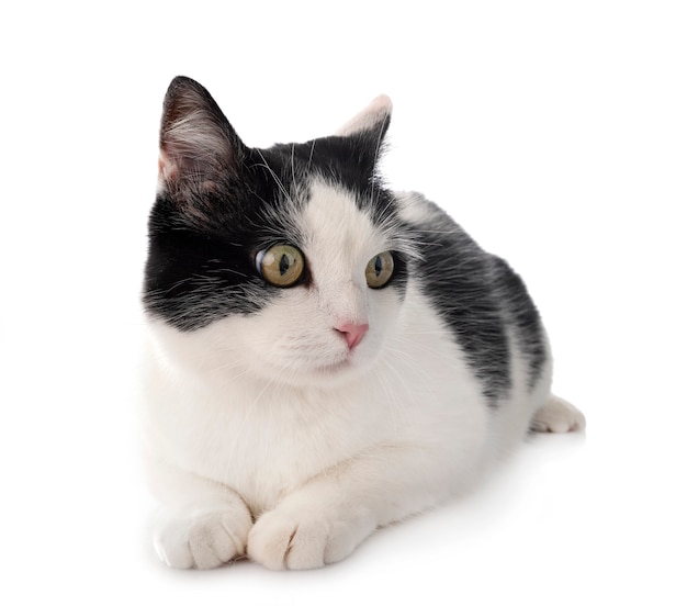zwerfkat