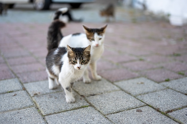 Zwerfkatten bedelen om voedselprobleem van zwerfdieren het concept van asiel voor zwerfkatten