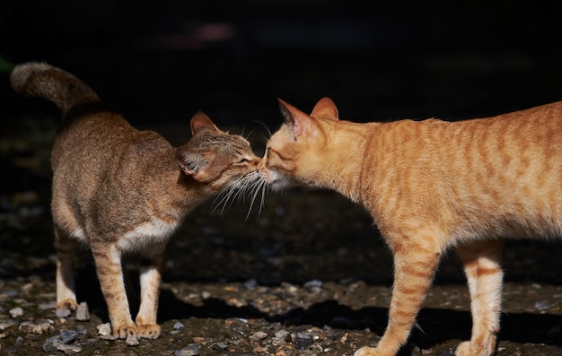 Zwerfkatten begroeten elkaar