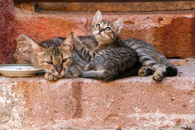 Zwerfkatten in ayvalik straat, turkije