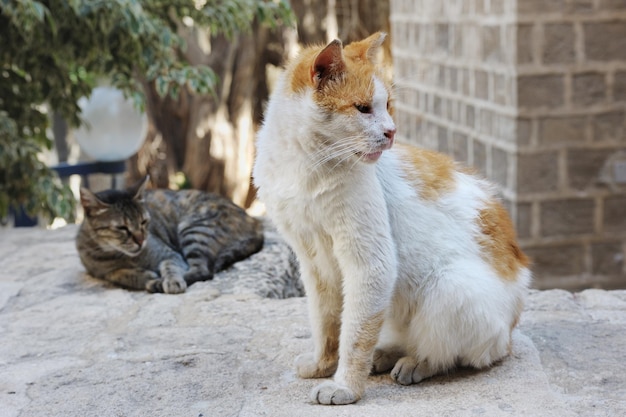 Zwerfkatten in Jeruzalem