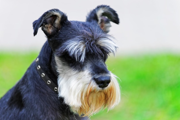 Zwergschnauzer dog on green grass in Vilnius, Lithuania.