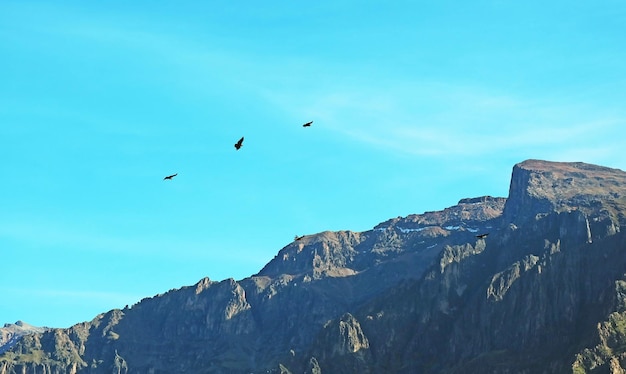 Zwerm Andes-condors die over de Colca-kloof vliegen in de Peruaanse Altiplano van Arequipa, Peru