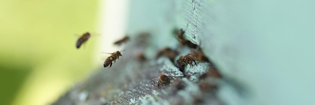 Zwerm bijen die in hun houten bijenteeltconcept van de bijenkorf vliegen