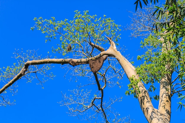 Zwerm bijen in de boom