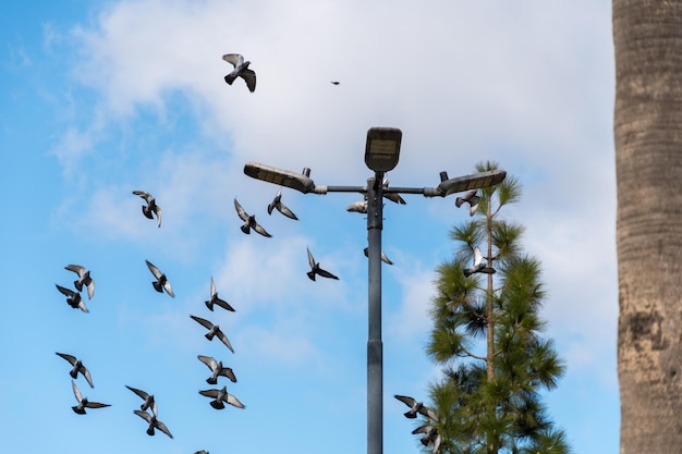 Zwerm duiven in vlucht rond een lichtmast met de lucht op de achtergrond