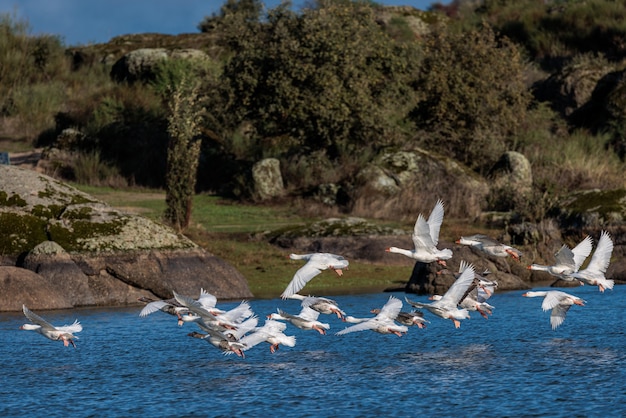 Zwerm eenden die over de lagune vliegen in het natuurgebied van Los Barruecos