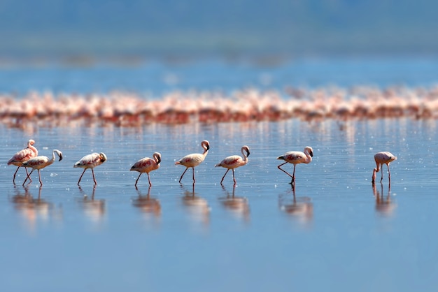 Zwerm flamingo's die in het ondiepe lagunewater waden