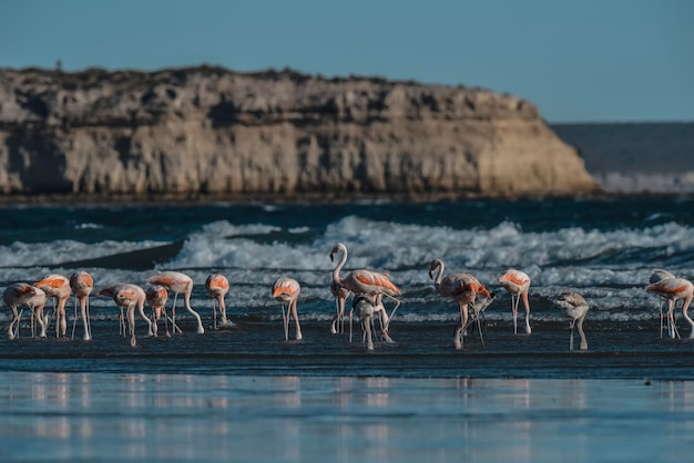 Zwerm flamingo's met kliffen op de achtergrondPatagonië