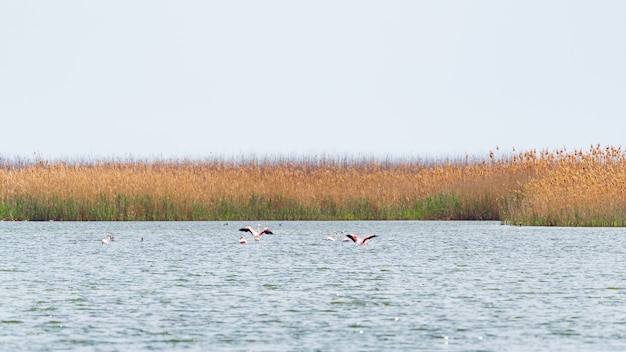 Zwerm flamingo's op het meer