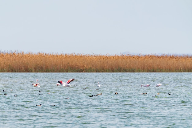 Zwerm flamingo's op het meer