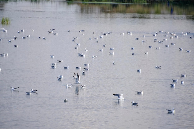 Zwerm meeuwen zwemmeer Vogels bereiden zich voor om te vliegen