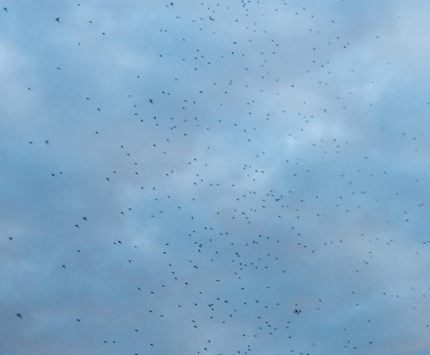 Zwerm muggen of insecten in de lucht