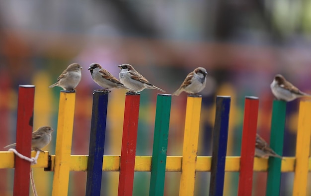 Foto zwerm mussen in de natuur