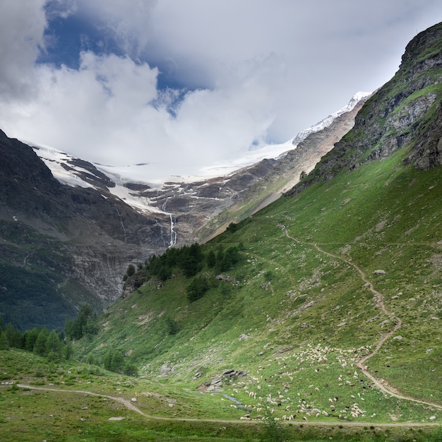 Zwerm onder de gletsjer in de Alpen