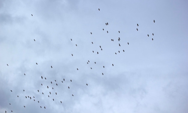 Zwerm ooievaars die in de herfst migreren