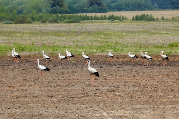 Foto zwerm ooievaars op een geploegd veld op zoek naar voedsel.