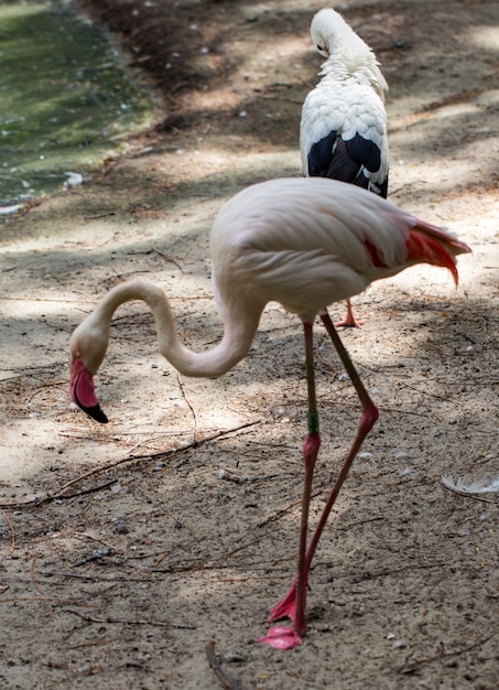 Zwerm prachtige roze flamingo's in de buurt van de rivier.