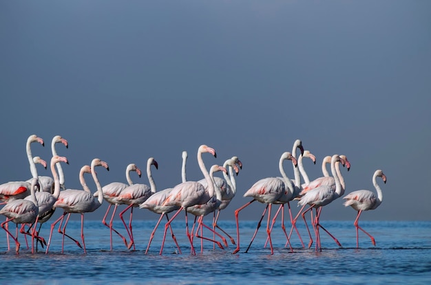 Zwerm roze afrikaanse flamingo's die op een zonnige dag rond de blauwe lagune lopen tegen de achtergrond van een heldere hemel