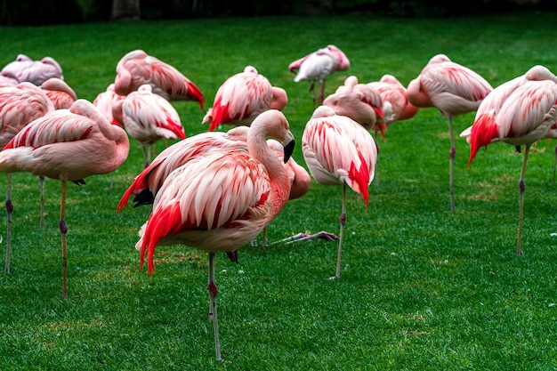 Foto zwerm roze flamingo's op groen gras.