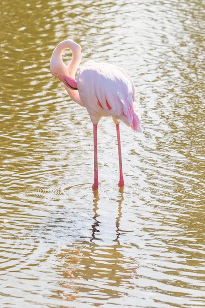 Zwerm roze flamingo's wandelen in water in natuurlijke omgeving