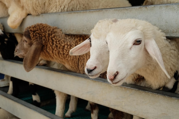 Zwerm schapen in een kraal