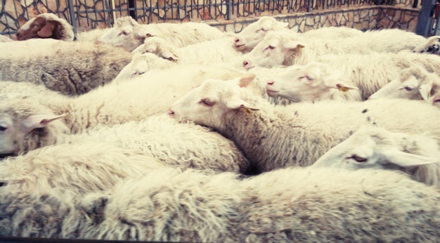 Foto zwerm schapen in een kraal