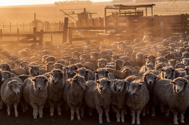 Foto zwerm schapen op de boerderij