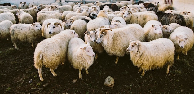 Zwerm schapen op het land