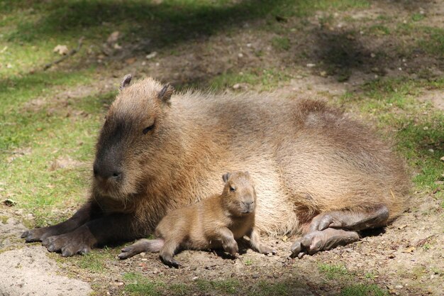 Foto zwerm schapen