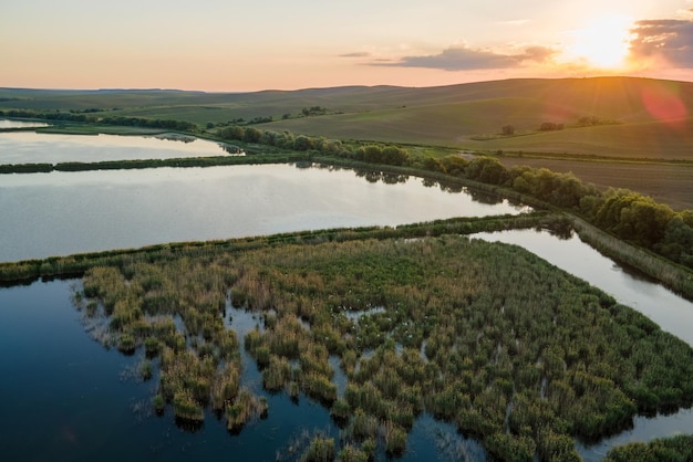 Zwerm vele witte zilverreigervogels die in wetlandsgras nestelen