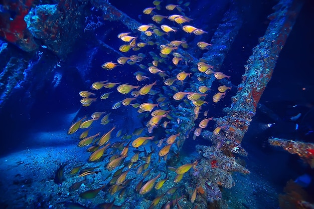 zwerm vis in de zee achtergrond onderwater weergave