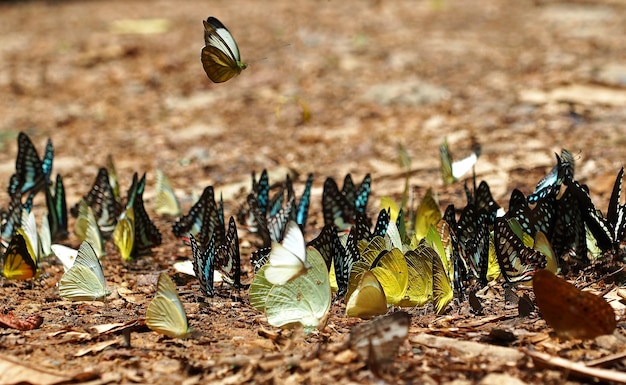 Foto zwerm vlinders leven in het bos