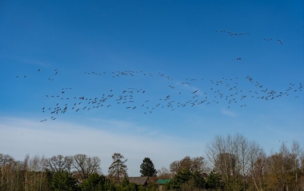 Zwerm vogels die in de lente migreren